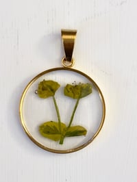 Image 2 of Creeping Jenny Bloom