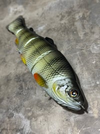 Image 2 of Immortal Trout 7.7 “Satin Perch”