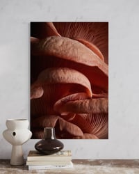 Image 2 of Fungi - Baby King Oyster Mushroom