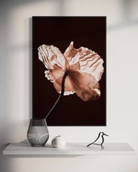 Image 2 of Poppy #24