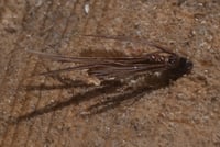 3 Pack Pheasant Tail Nymphs 