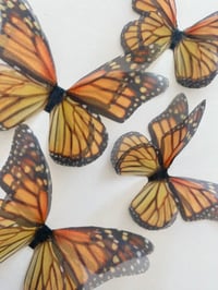 Image 4 of Monarch Beauty (Set of 6)