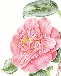 Image 2 of Camellia japonica - Original Watercolour and Graphite