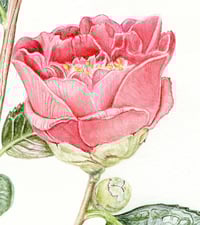 Image 3 of Camellia japonica - Original Watercolour and Graphite