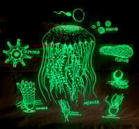Image 4 of Lifecycle of the Jellyfish