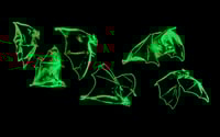 Image 2 of Bats Flying 
