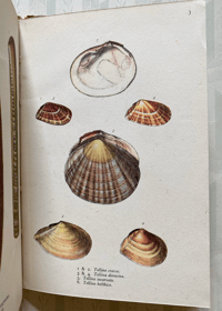 Image 3 of Vintage King Penguin book British Shells