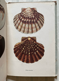 Image 4 of Vintage King Penguin book British Shells