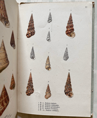 Image 7 of Vintage King Penguin book British Shells