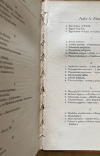 Image 2 of Common Objects of the Seashore