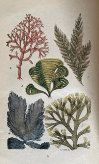 Image 1 of Common Objects of the Seashore