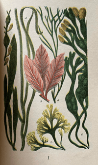 Image 3 of Common Objects of the Seashore