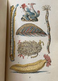 Image 5 of Common Objects of the Seashore