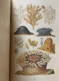 Image 4 of Common Objects of the Seashore