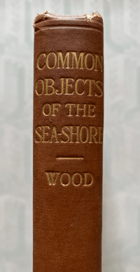 Image 7 of Common Objects of the Seashore