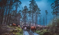 Cows on the moove