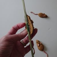 Image 2 of Harvest Mice