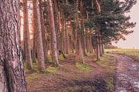 Lyme Park Trees