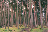 Lyme Park Trees 2