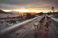 Lofoten Huskies