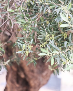 Image of Platinum 2mm flat court ‘Olive leaf’ and milled edge engraved wishbone ring