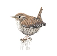 Image 1 of WREN ART PRINT