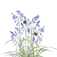 Image 1 of BLUEBELL  ART PRINT