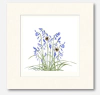 Image 5 of BLUEBELL  ART PRINT