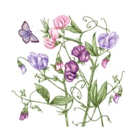 Image 1 of SWEETPEA  ART PRINT