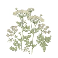 Image 1 of COW PARSLEY ART PRINT