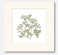 Image 5 of COW PARSLEY ART PRINT
