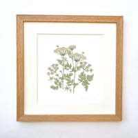 Image 4 of COW PARSLEY ART PRINT