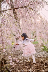 Image 2 of 4/22 Cherry Blossoms in Boston