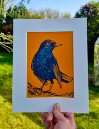 Image 3 of Garden Birds