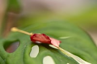 Image 5 of Petal Drift Necklace