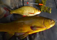 Image 2 of Tench Fishing - Tactics & Encounters