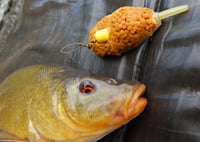Image 3 of Tench Fishing - Tactics & Encounters