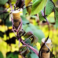 Halloween Mystery Box #1 "Pratical Magic" 