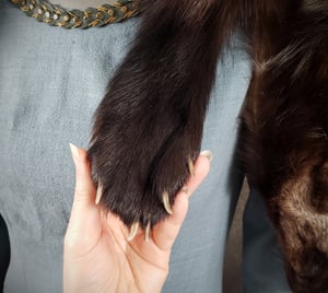Image of Wolverine Fur Mantle