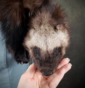 Image of Wolverine Fur Mantle