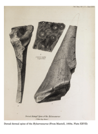 Image 4 of Paleohistology