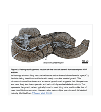 Image 5 of Paleohistology