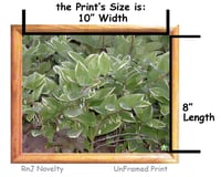 Image 3 of RnJ_Greenery UnFramed Print