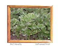 Image 1 of RnJ_Greenery UnFramed Print