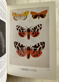 Image 7 of The Moths of the British Isles by Richard South