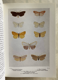 Image 8 of The Moths of the British Isles by Richard South
