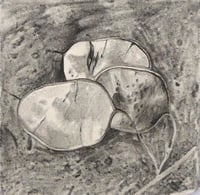 Image 1 of Honesty Drawing - original graphite drawing