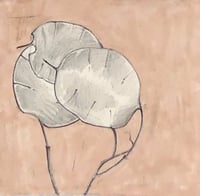 Image 1 of Pink Honesty Drawing - original graphite drawing