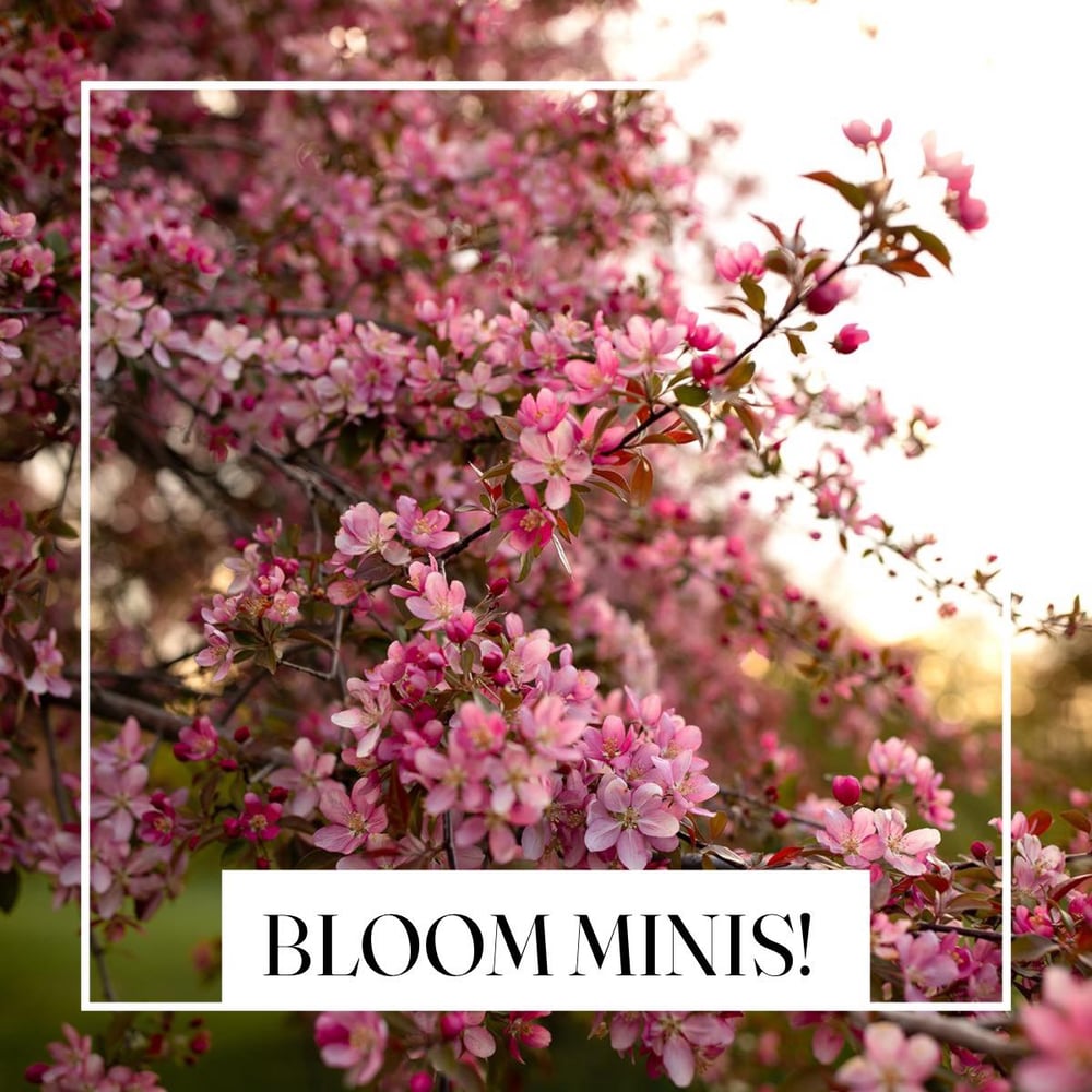 Image of 2026 Bloom Mini Sessions