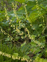 Image 4 of Fringecup  (Tellima grandiflora)
